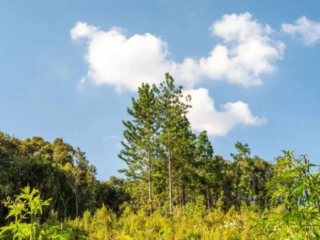 Terreno à venda, no bairro Passauna em Campo Largo