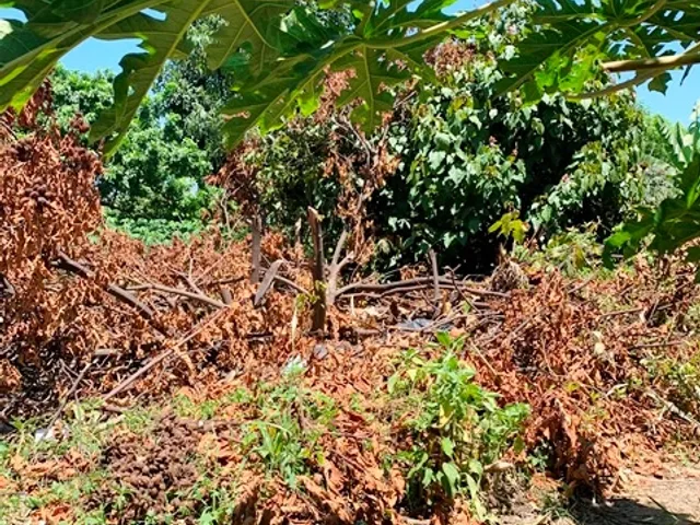Terreno com 330m², à venda, no bairro Cidade Nova em Pindamonhangaba