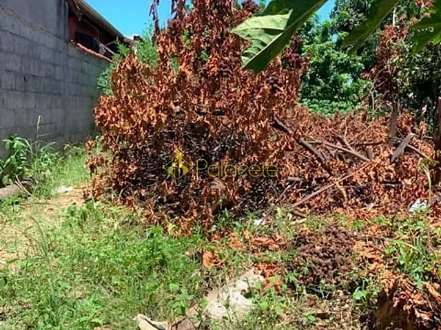 Terreno com 330m², à venda, no bairro Cidade Nova em Pindamonhangaba
