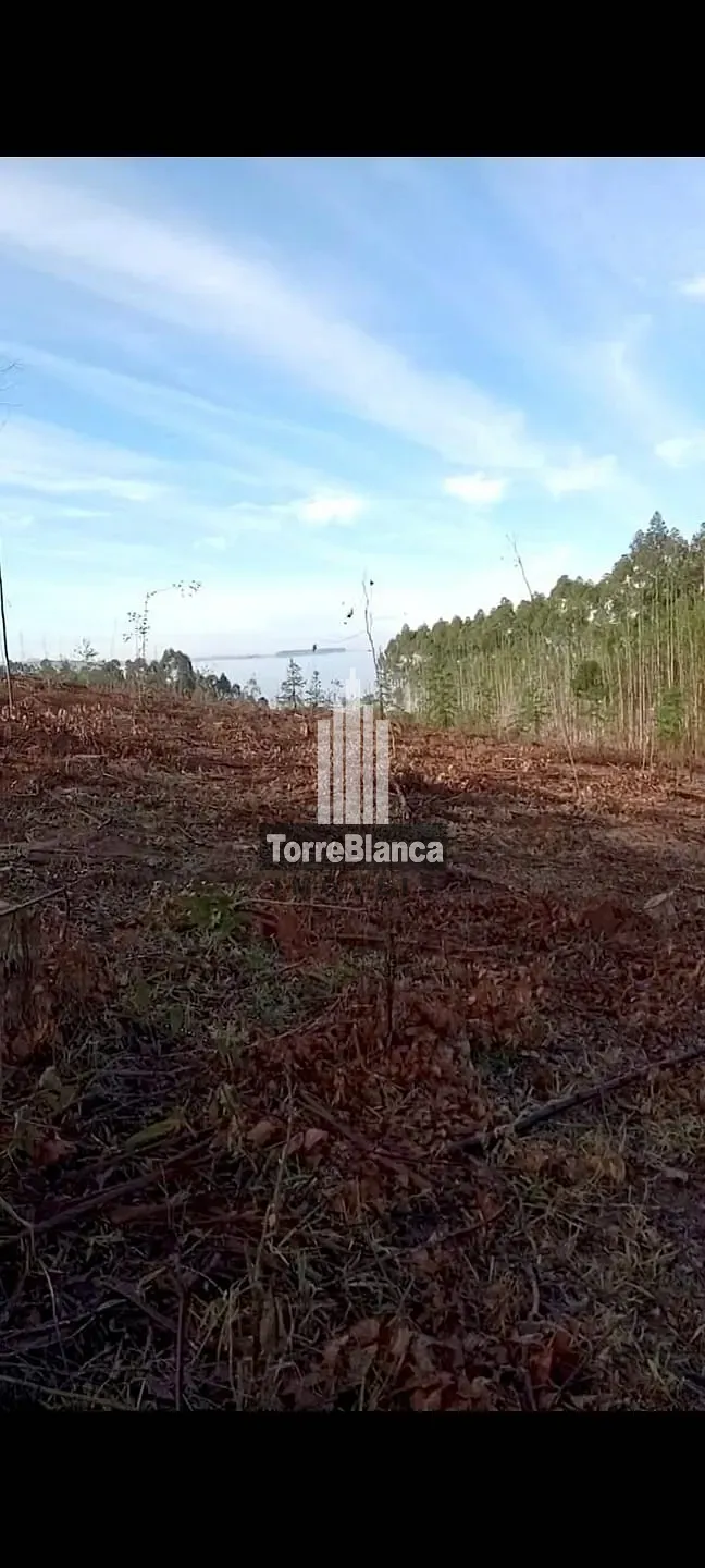 Terreno, 3 hectares - Foto 1