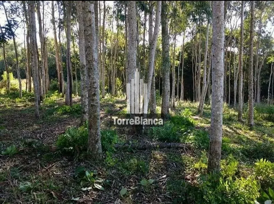 Terreno, 3 hectares - Foto 16