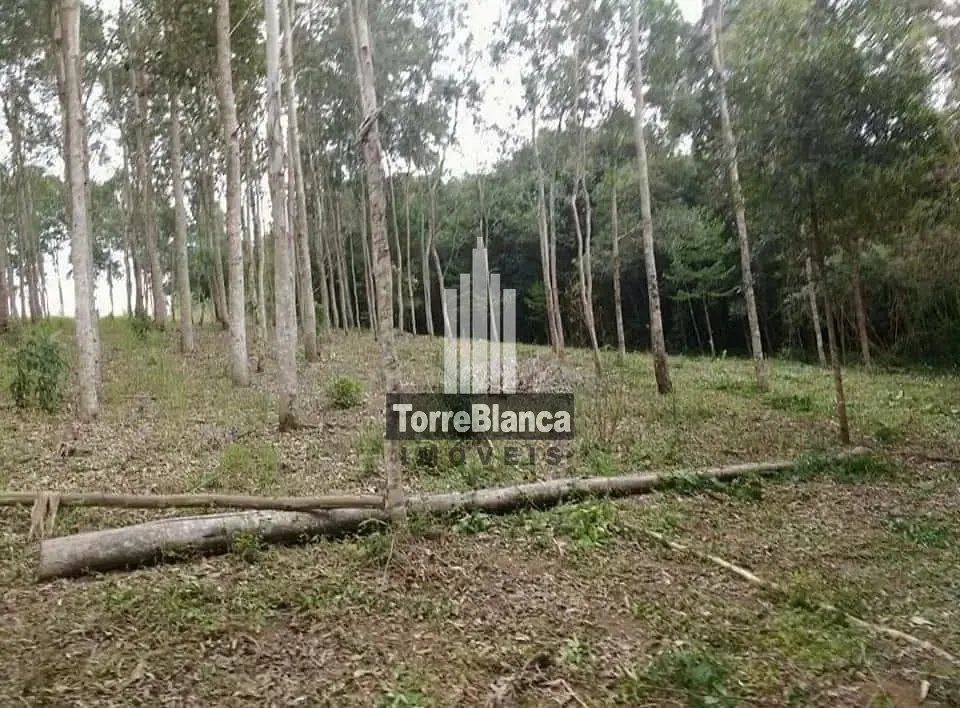 Terreno, 3 hectares - Foto 17