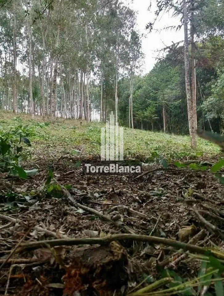 Terreno, 3 hectares - Foto 15