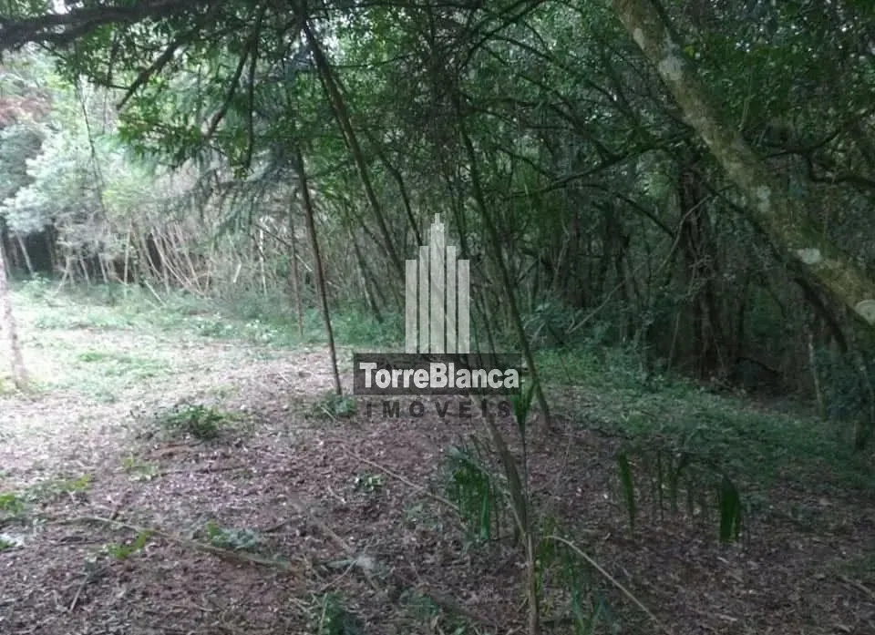 Terreno, 3 hectares - Foto 8