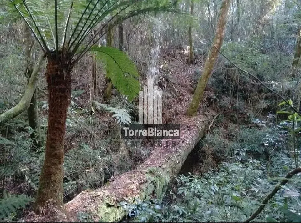 Terreno, 3 hectares - Foto 19