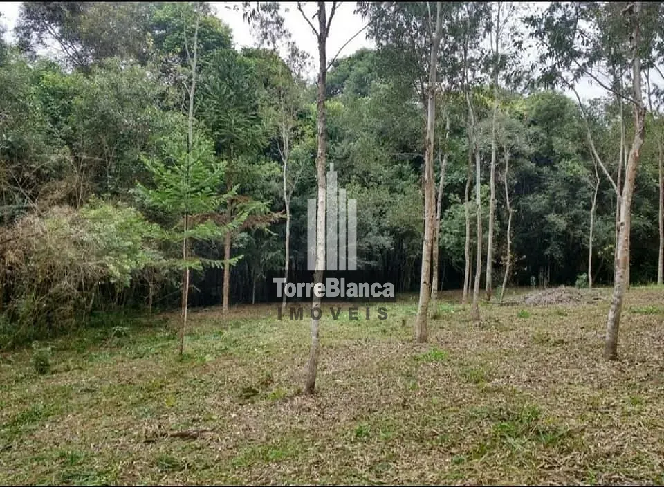 Terreno, 3 hectares - Foto 7