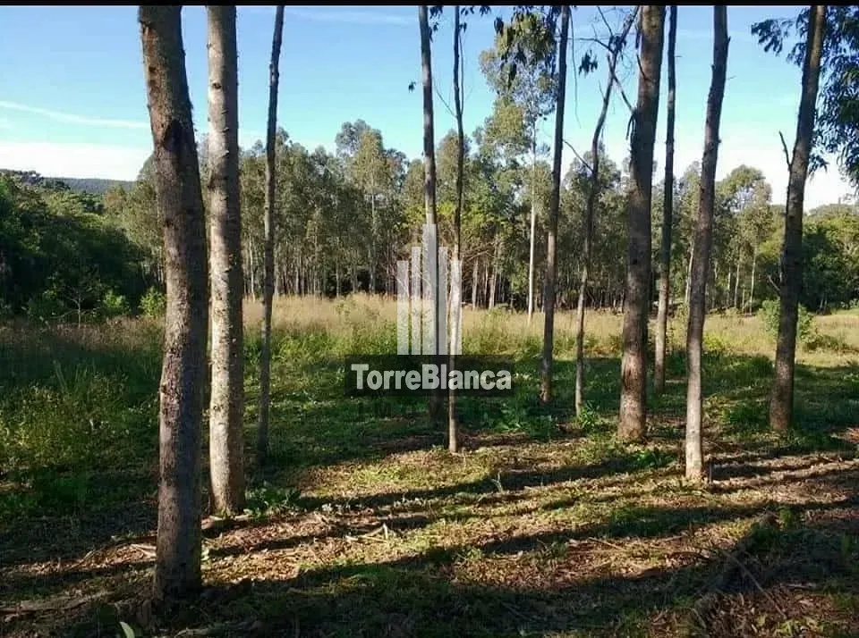Terreno, 3 hectares - Foto 14
