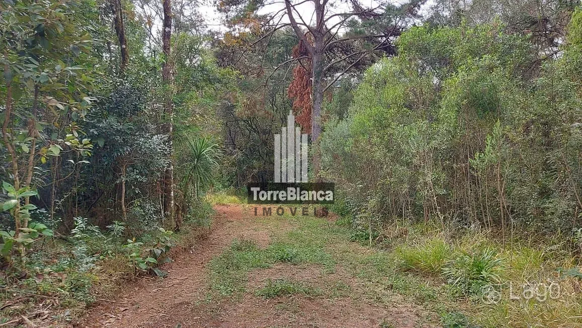 Terreno, 3 hectares - Foto 1