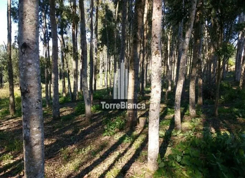 Terreno, 3 hectares - Foto 4