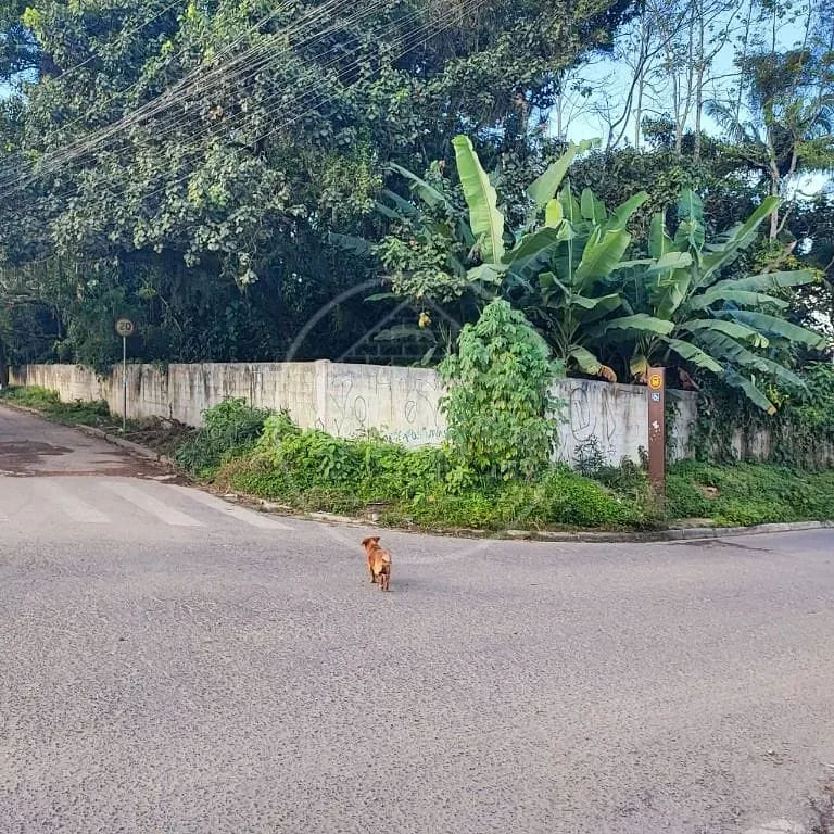 Terreno, 6000 m² - Foto 12