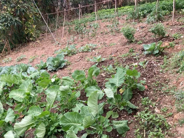 Terreno com 510m², à venda, no bairro Chácara Recanto Verde em Cotia