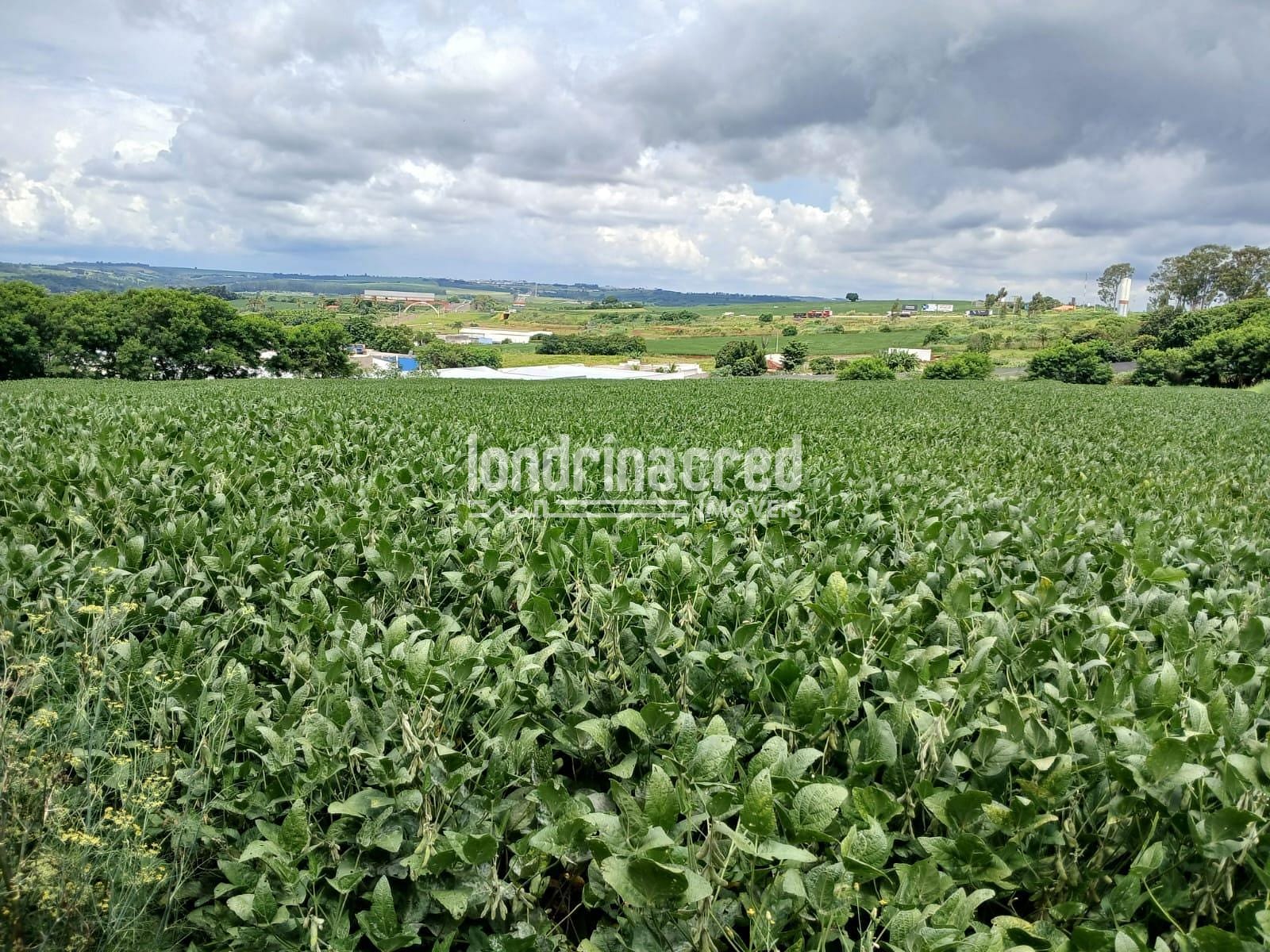 Terreno, 2 hectares - Foto 7