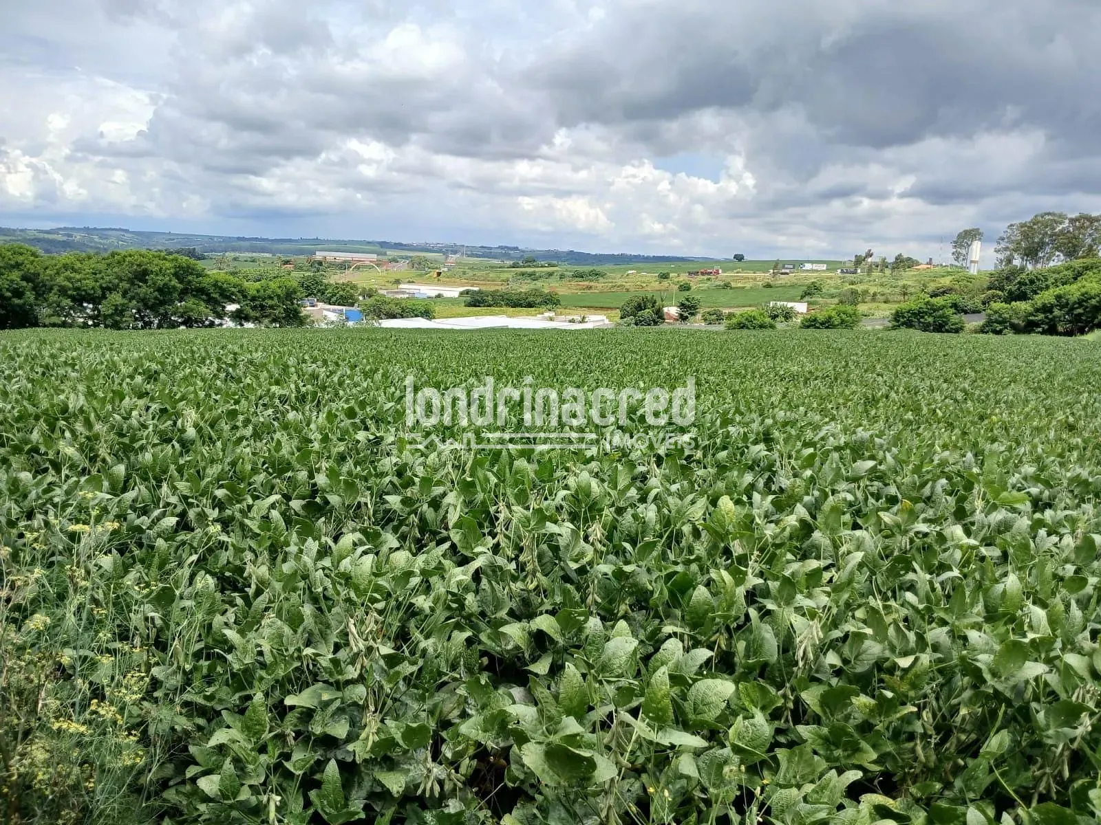 Terreno, 2 hectares - Foto 7
