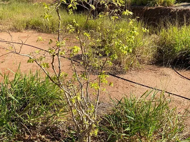 Terreno com 95000m², à venda, no bairro Chácaras Condomínio Recanto Pássaros II em Jacareí