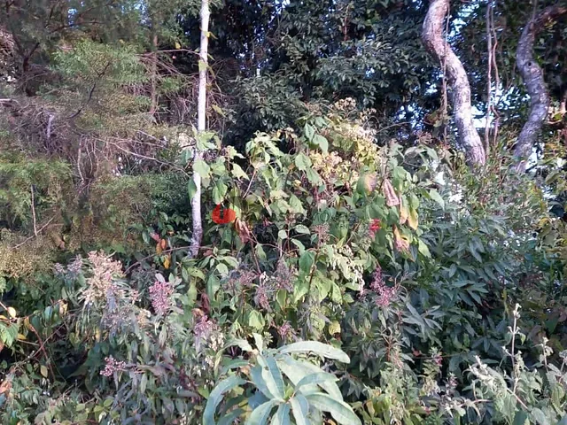 Terreno com 314000m², à venda, no bairro MATADOURO em Campos do Jordão