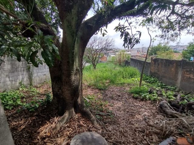 Foto do Terreno - Terreno à venda, 446 m² por R$ 556.000,00 - Vila Nhocune - São Paulo/SP | ZONA LESTE IMÓVEIS