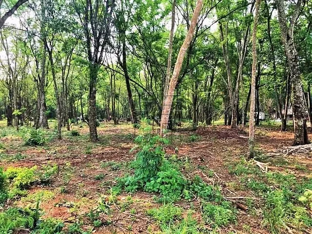 Terreno com 29202m², à venda, no bairro Gleba Fazenda Palhano em Londrina