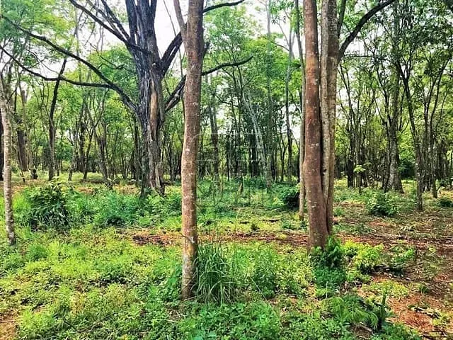 Terreno com 29202m², à venda, no bairro Gleba Fazenda Palhano em Londrina