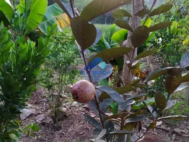 Terreno com 474m², à venda, no bairro Ipiranga em Guararema
