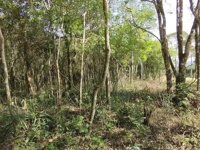 Terreno à venda, no bairro Roça Grande em Colombo