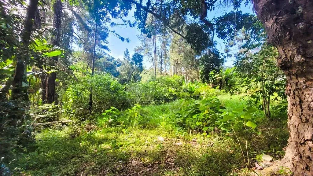 Terreno, 7000 m² - Foto 6