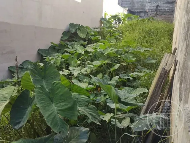 Terreno com 125m², à venda, no bairro Recanto Ana Maria em São Paulo
