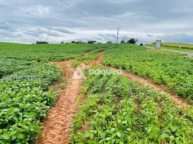 Fazenda com 484000m², à venda, no bairro rodovia em Ponta Grossa
