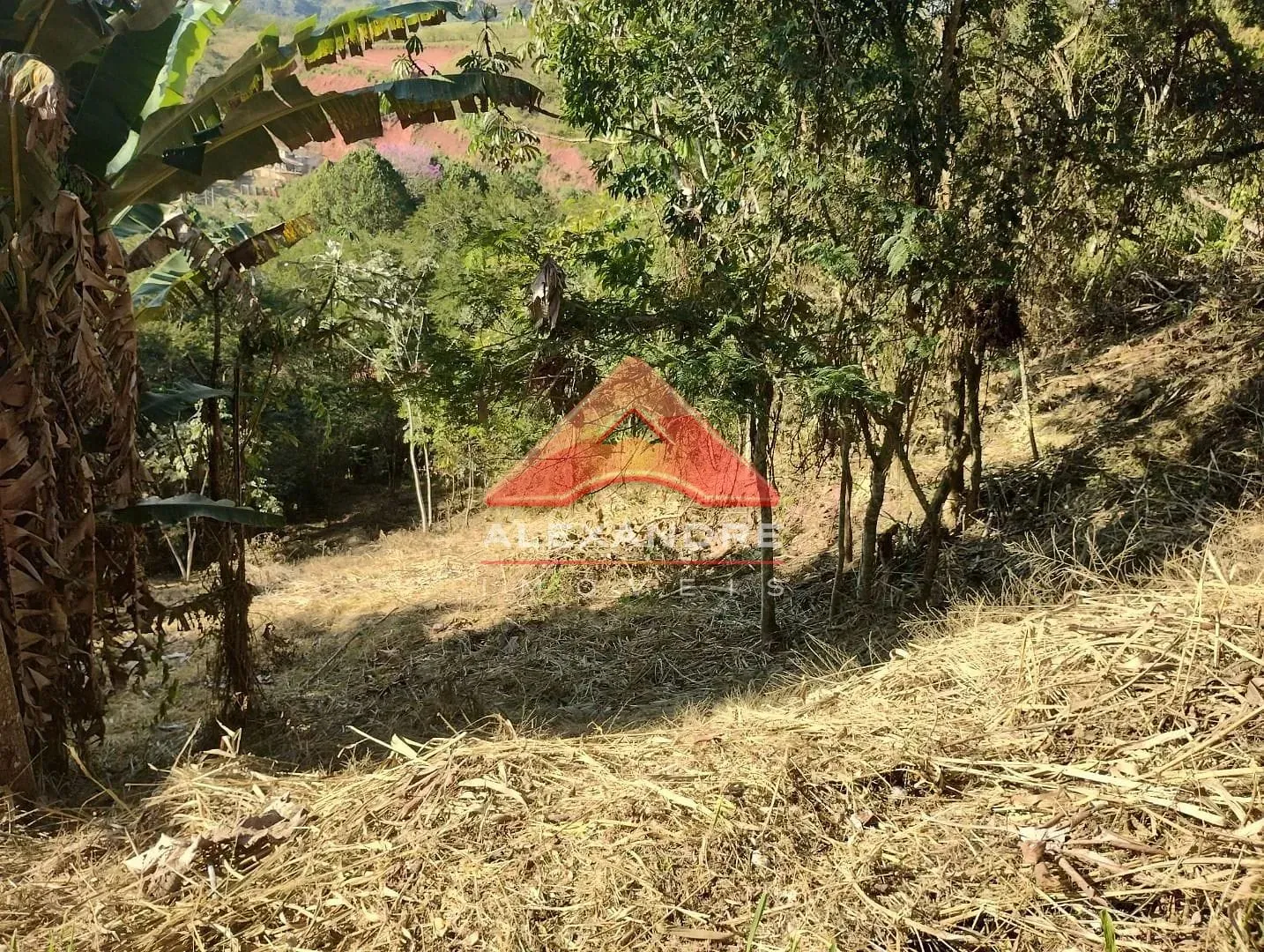 Terreno, 2505 m² - Foto 5