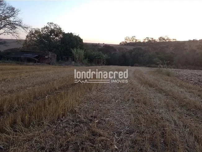 Terreno, 4 hectares - Foto 14