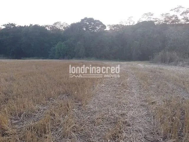 Terreno, 4 hectares - Foto 8