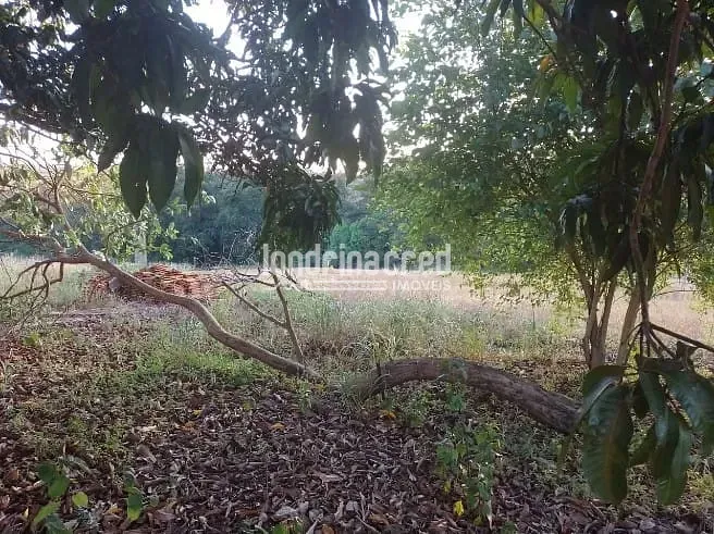Terreno, 4 hectares - Foto 10