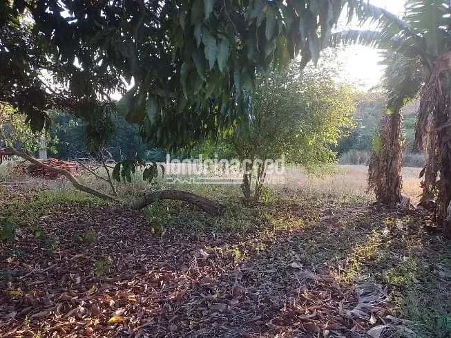Terreno, 4 hectares - Foto 11