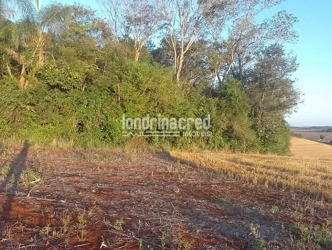 Terreno, 4 hectares - Foto 12