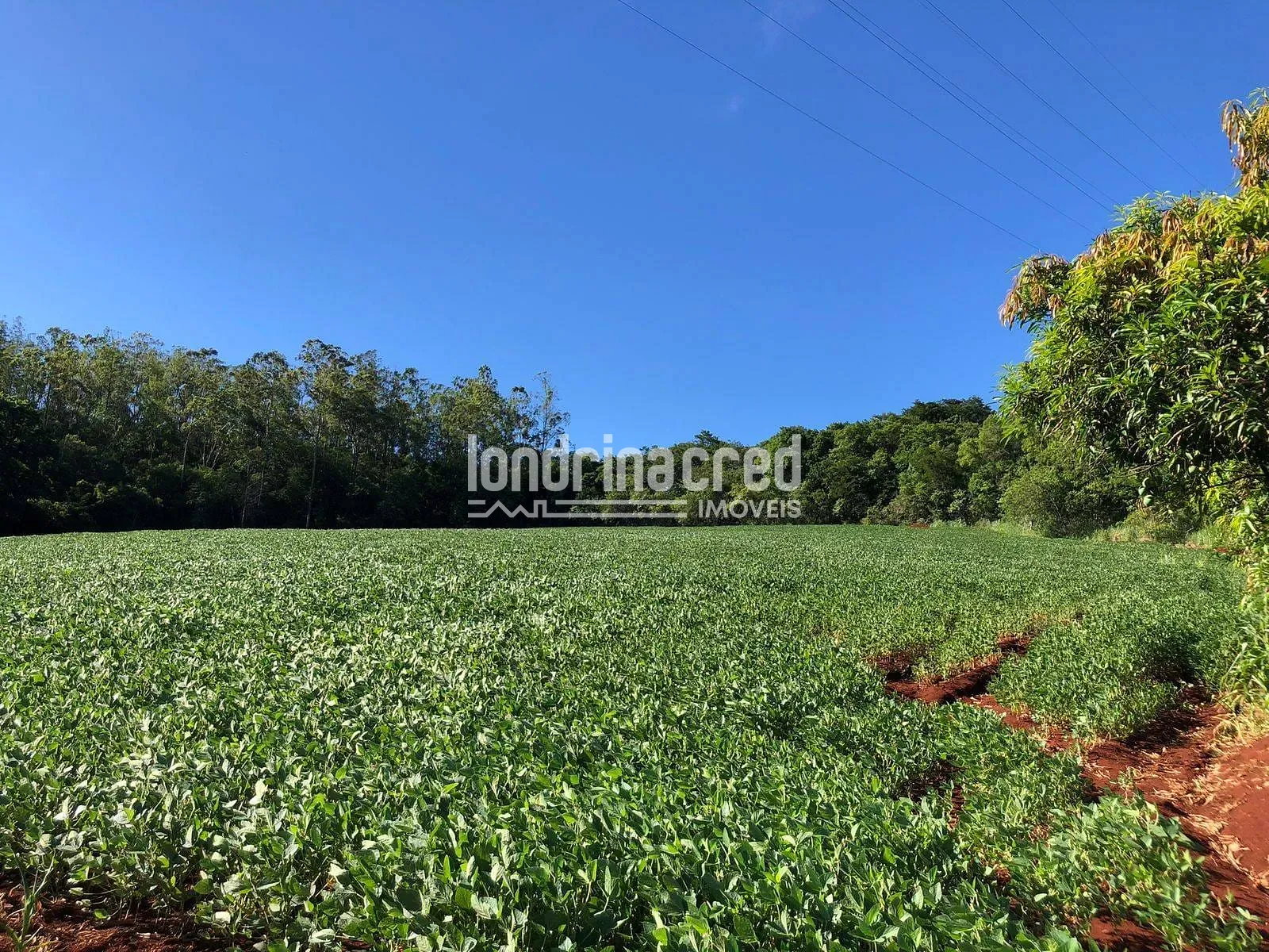 Terreno, 3 hectares - Foto 1