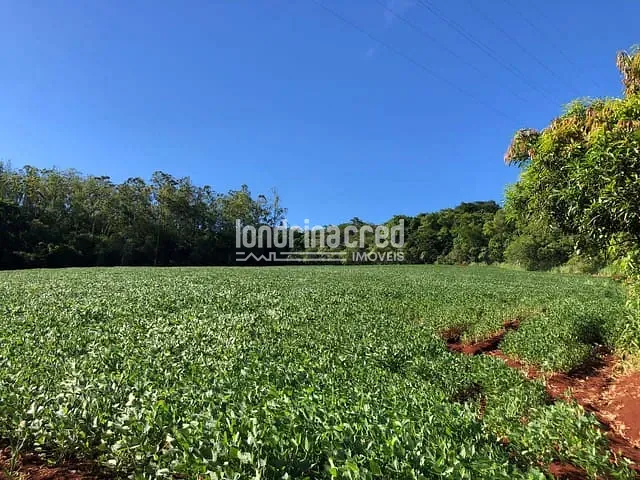 Terreno com 26000m², à venda, no bairro Selva em Londrina