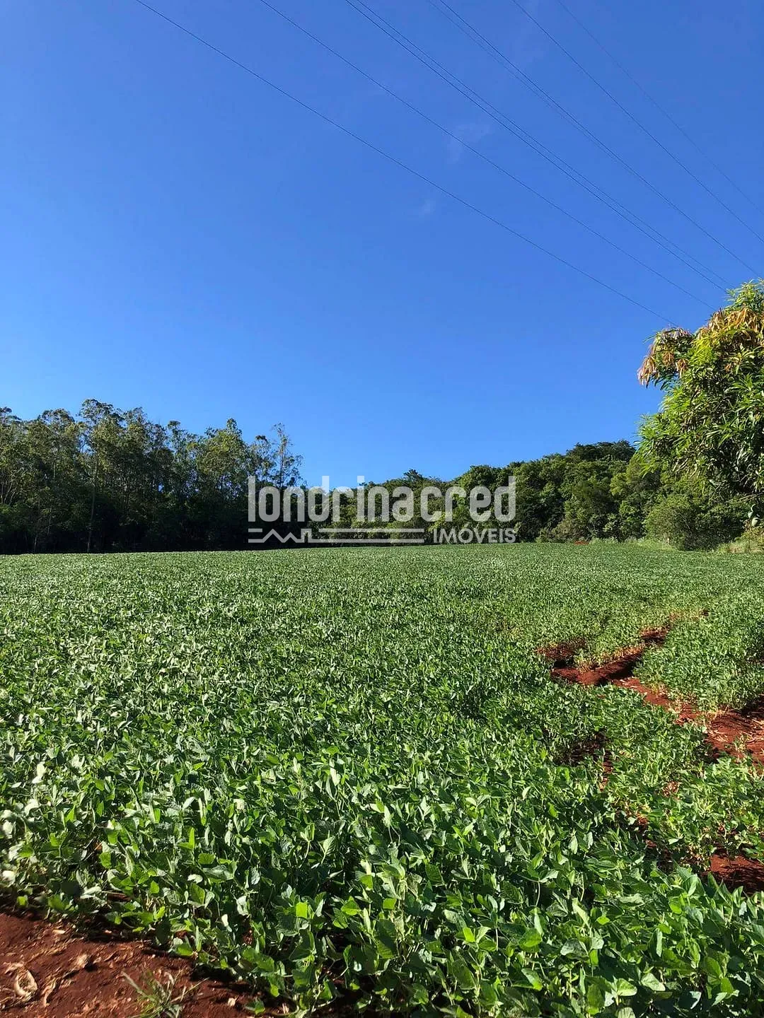 Terreno, 3 hectares - Foto 3
