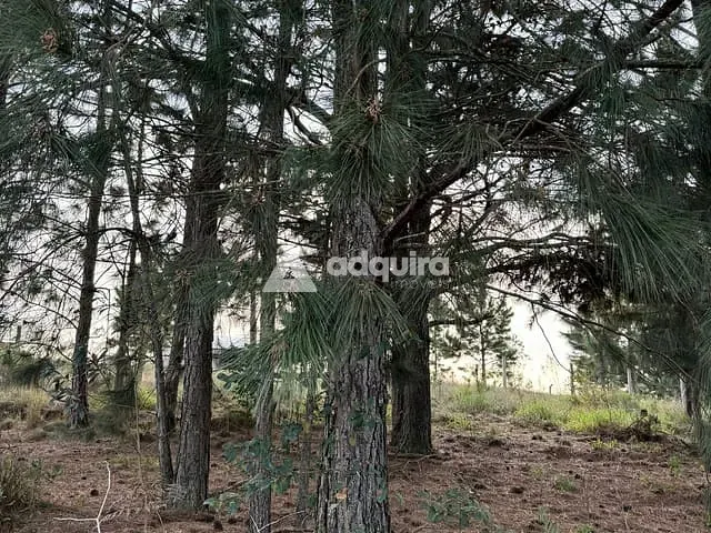 Terreno com 1000m², à venda, no bairro Alagados em Ponta Grossa