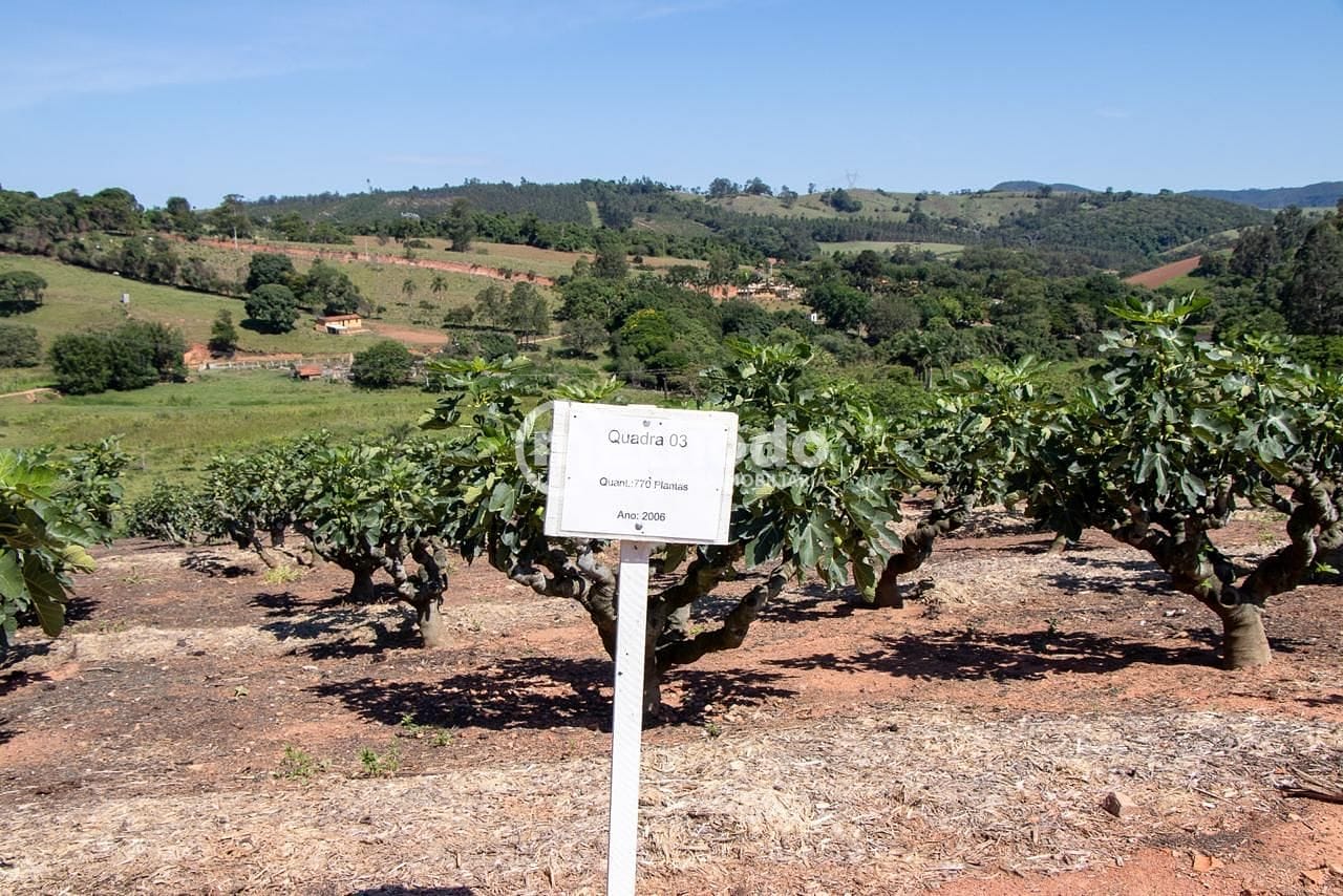 Terreno, 6 hectares - Foto 24