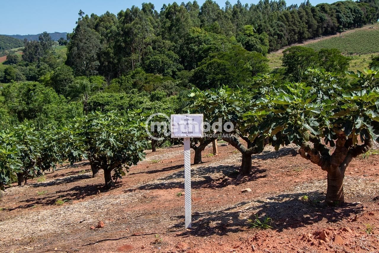 Terreno, 6 hectares - Foto 8