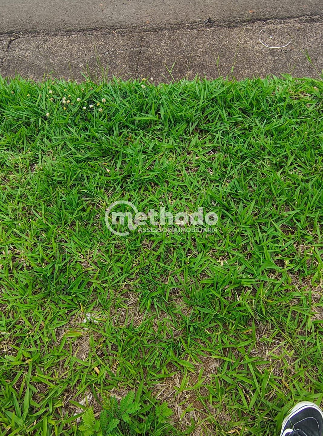 Terreno, 9 hectares - Foto 6