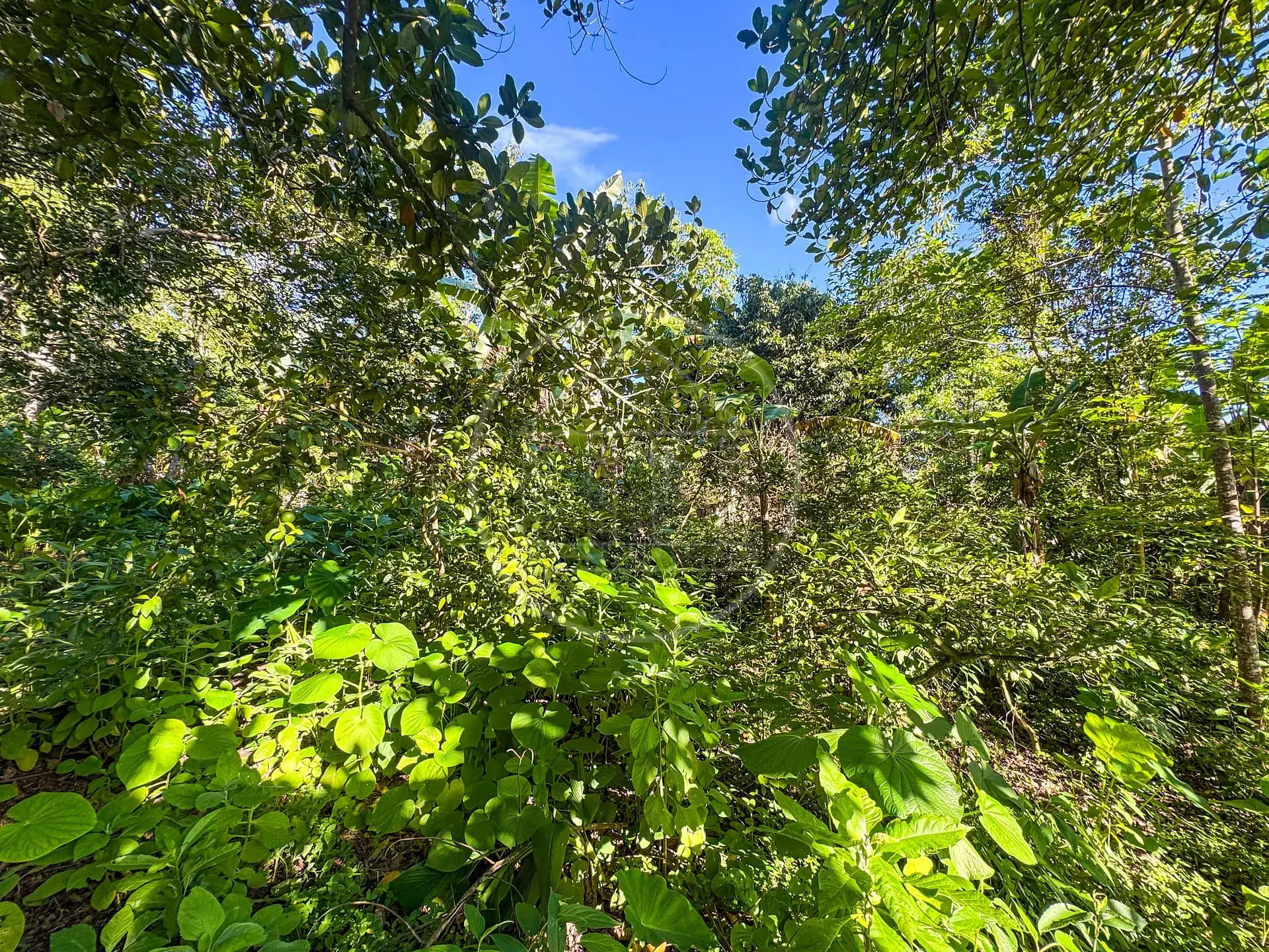 Terreno, 5330 m² - Foto 22