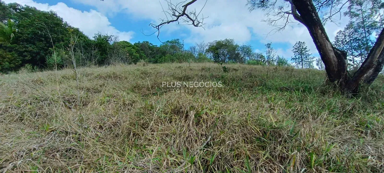 Terreno, 3 hectares - Foto 7
