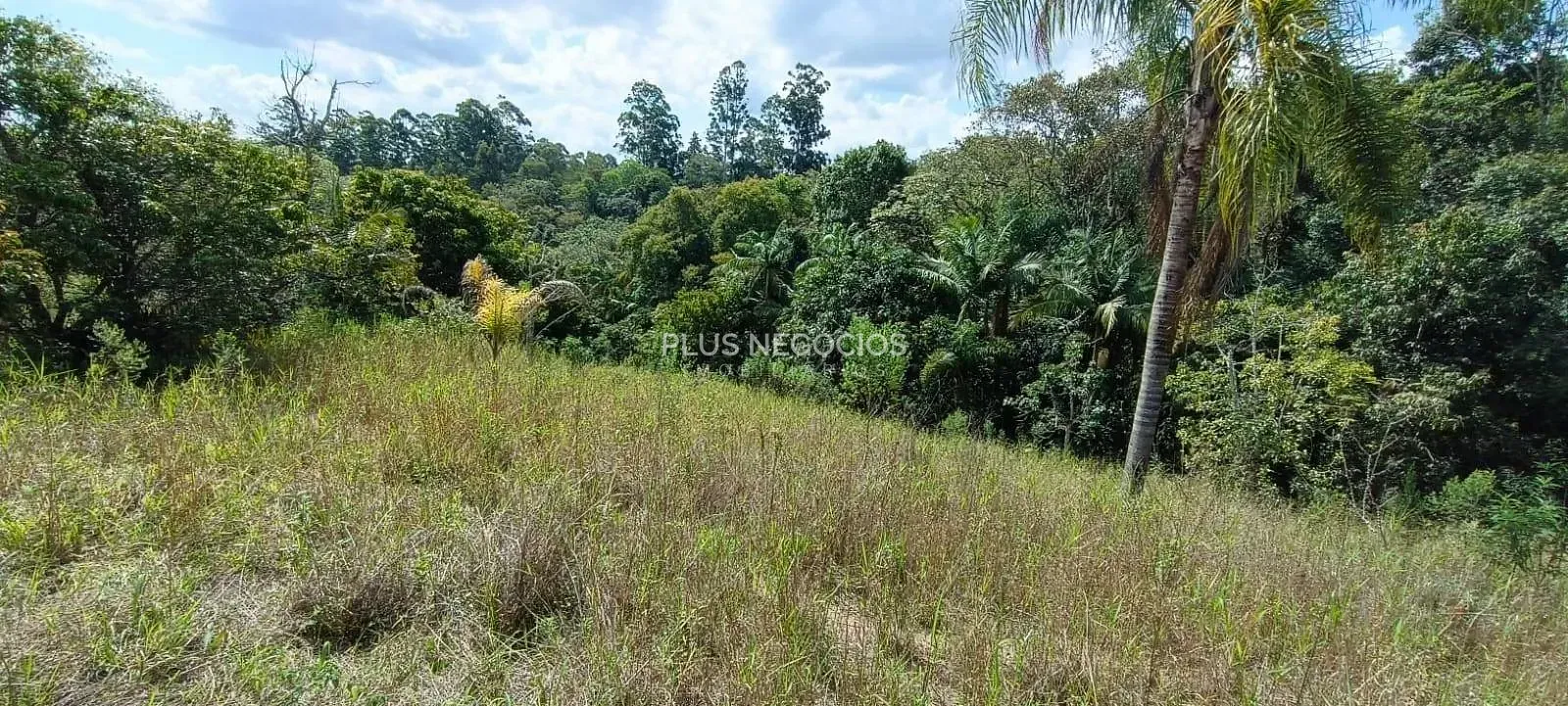 Terreno, 3 hectares - Foto 18