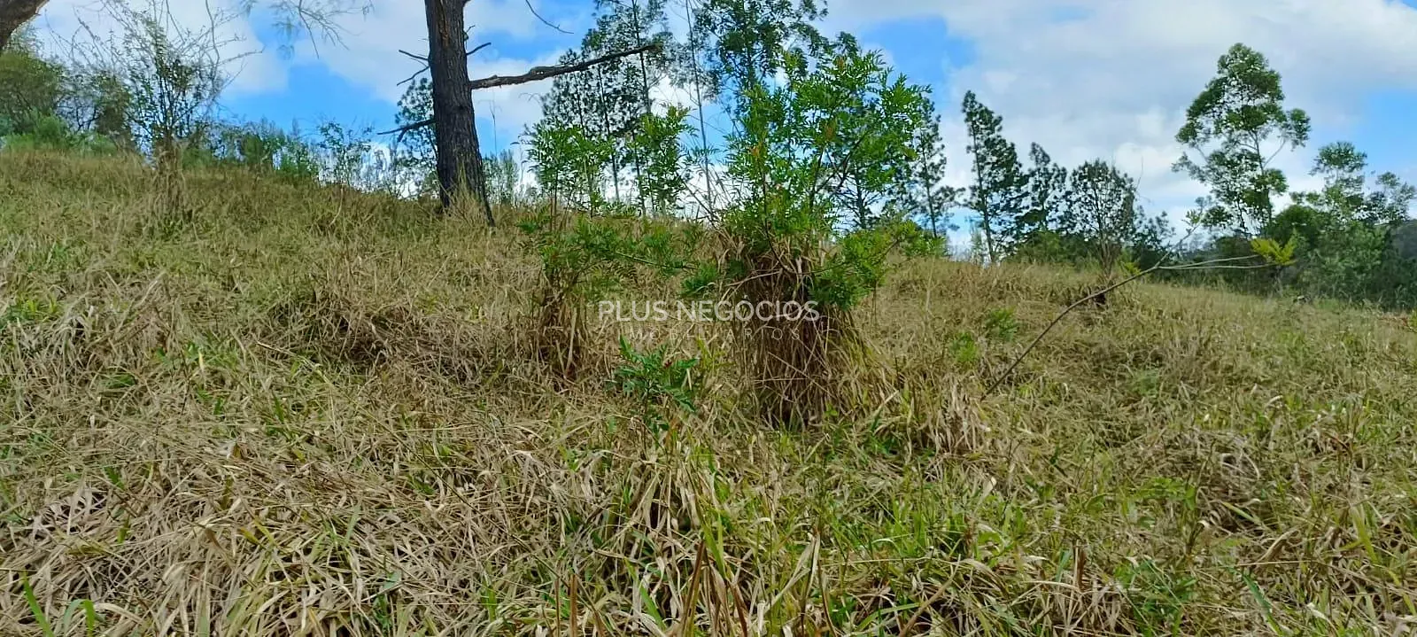 Terreno, 3 hectares - Foto 29