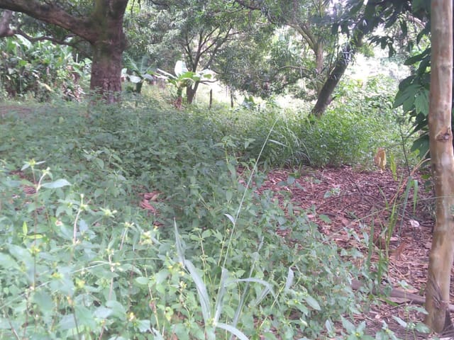 Terreno com 6866m², à venda, no bairro Crispim em Pindamonhangaba
