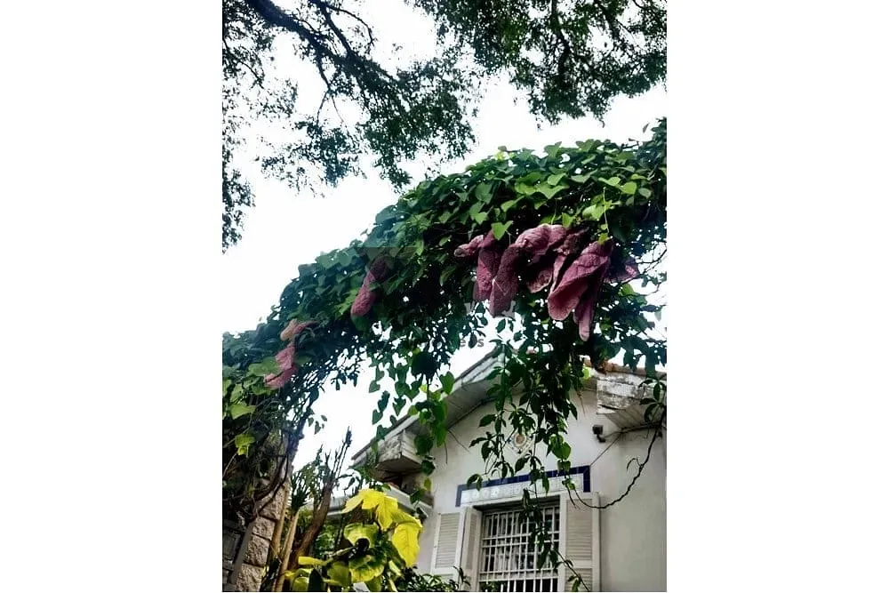 Casa, 3 quartos, 283 m² - Foto 23